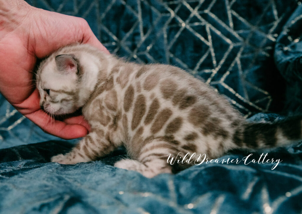 Bengal kittens in Winter in Michigan