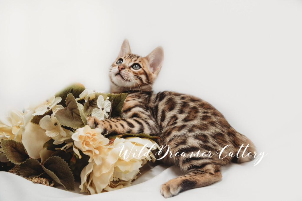 Bengal cats for sale to buy