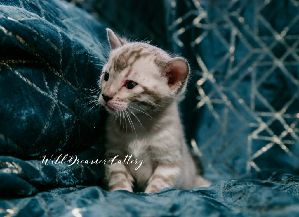 White lynx female bengal kitten in MI USA