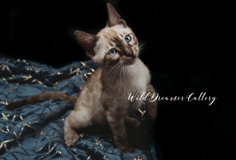 snow bengal cat for sale