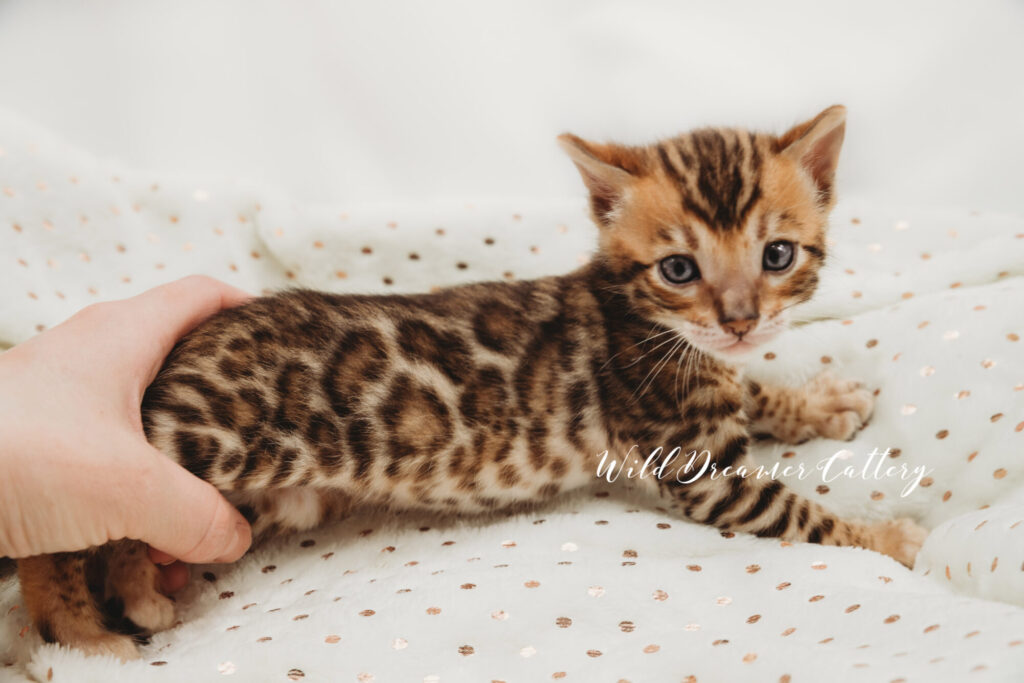 Bengal kittens for sale in Troy, MI