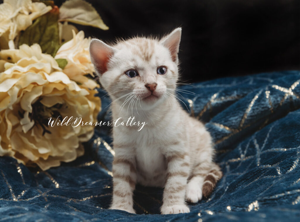 Silver mink Bengal cat in Ohio