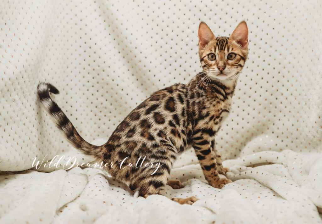 Bengal-kitten-hybird-Michigan-for-sale--21-of-5