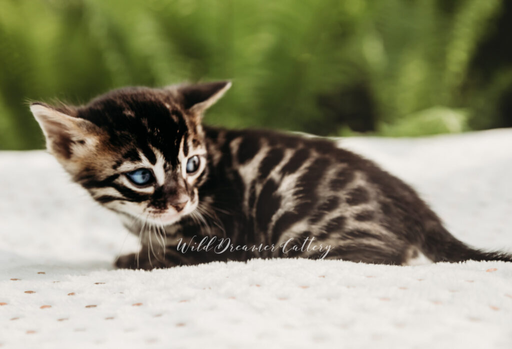 Charcoal Bengal Kitten