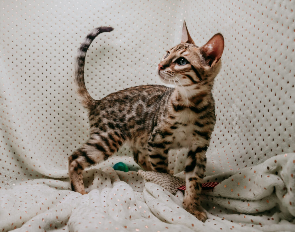 Canton, MI has the cutest brown Bengal kittens