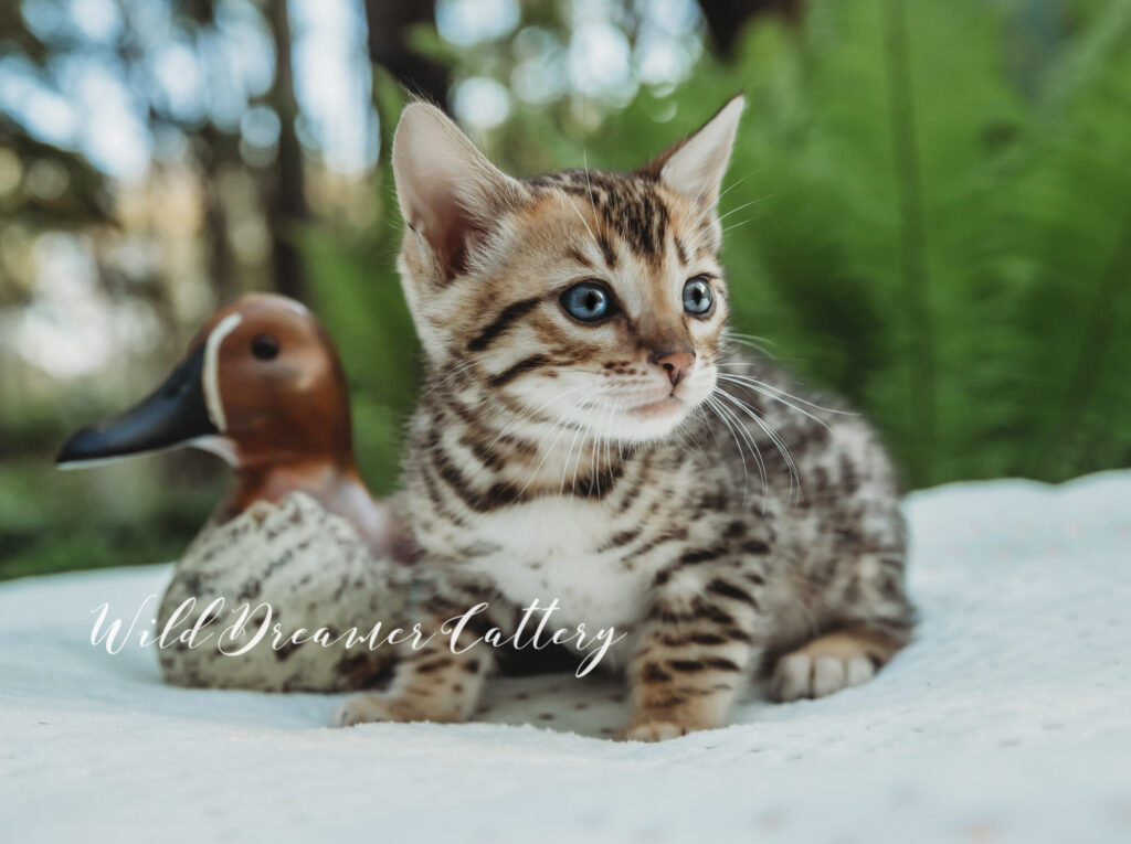 brown-bengal-kitten-pontiac-MI-20-of-1