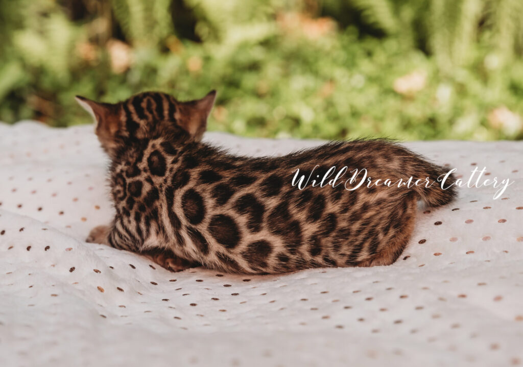 Leopard domestic cats in Michigan