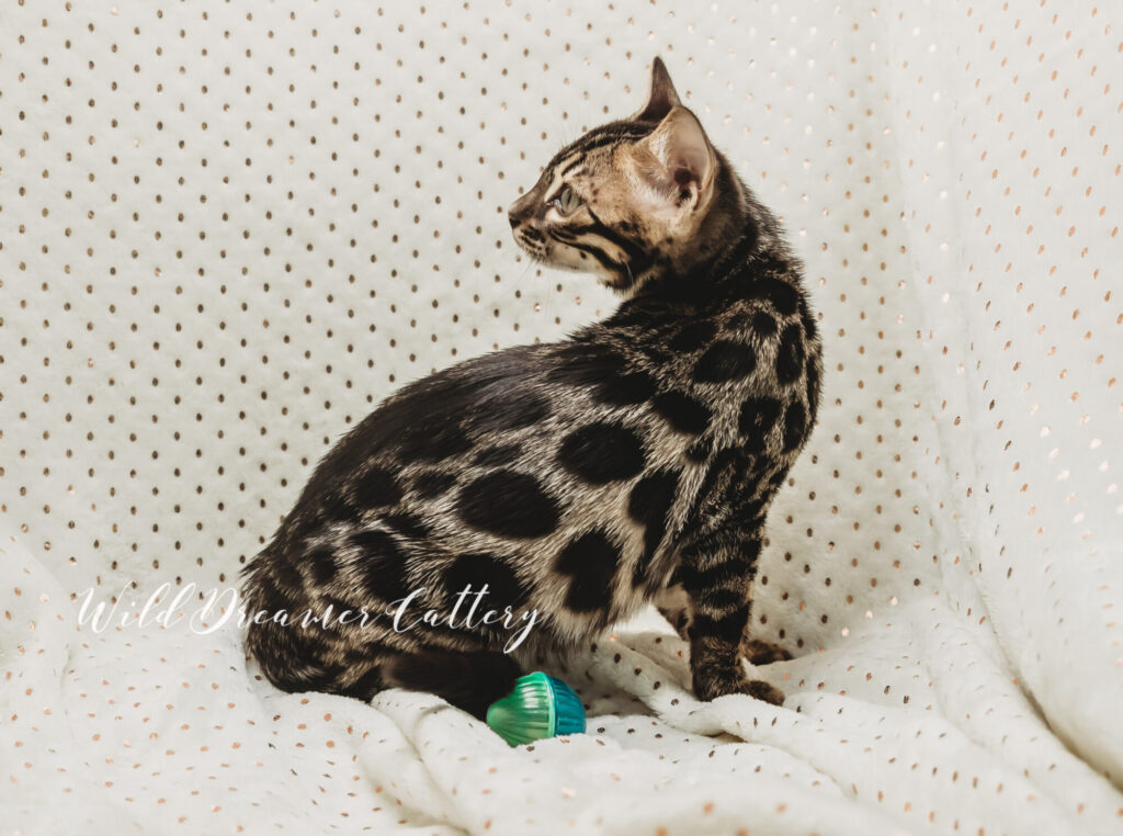 Feline Bengal in Dearborn, MI