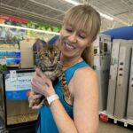 detroit-Bengal-kitten-brown-feline | Brown Female Bengal Kitten Detroit, MI Brown Female Bengal Kitten Detroit, MI | Wild Dreamer Cattery