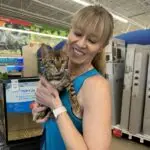 Brown Female Bengal Kitten Detroit, MI | Wild Dreamer Cattery