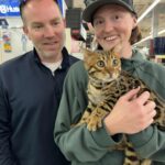 Warm Brown Bengal |   | Wild Dreamer Cattery