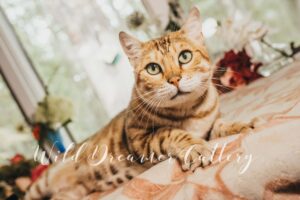 Traditional-Brown-Bengal-Cat- 33 of 18 | Typical brown Bengal feline cat Typical brown Bengal feline cat | Wild Dreamer Cattery