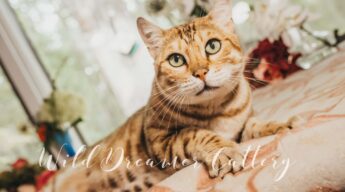 Typical brown Bengal feline cat&nbsp;| Wild Dreamer Cattery