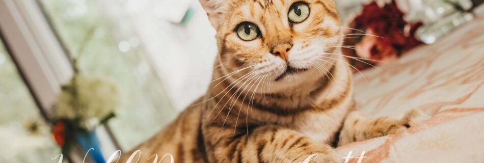 Typical brown Bengal feline cat