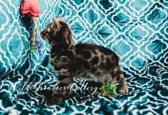 Rosetted-Bengal-Kittens-Cats-Michigan-(20-of-1)-3
