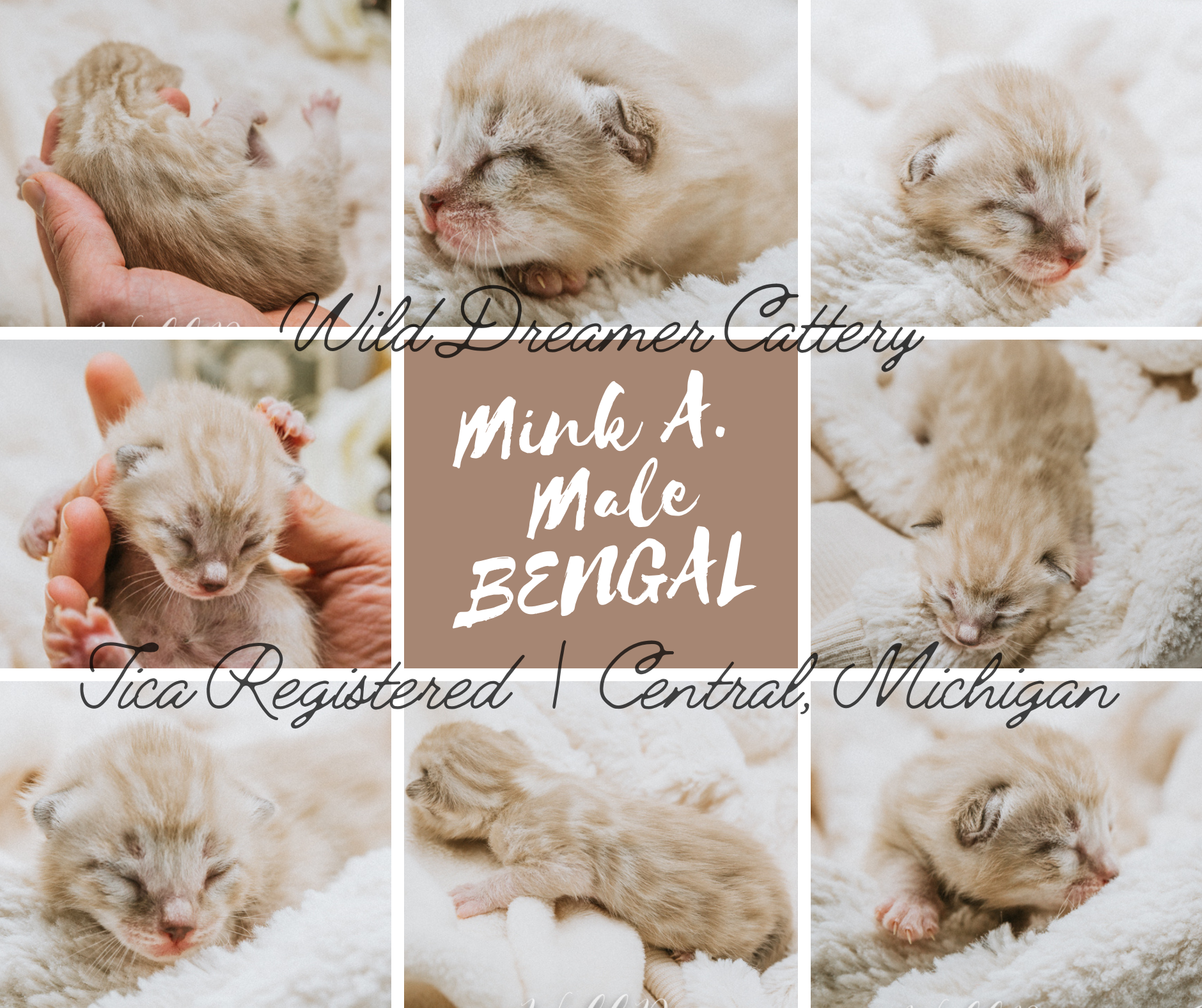Charcoal-Mink-newborn-kitten