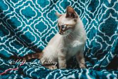 snow-mink-bengal for-sale-1