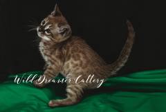 JAKE-bengal-kittens-for-sale-in-michigan-(21-of-3)
