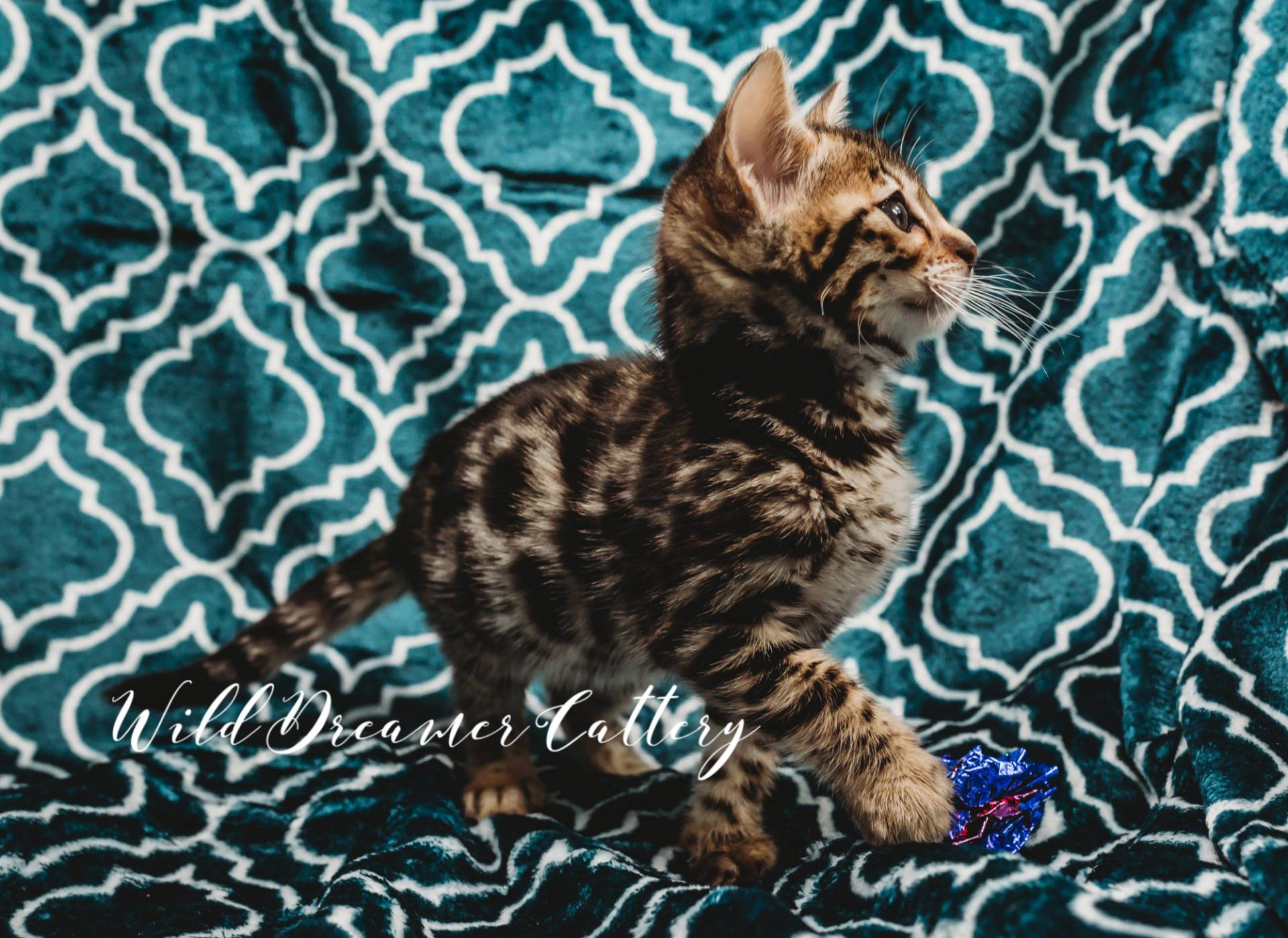 Brown Bengal Kitten for sale