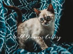 snow-mink-bengal-for-sale
