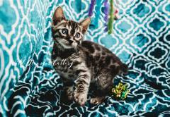Rosetted-Bengal-Kittens-Cats-Michigan-(20-of-1)-4