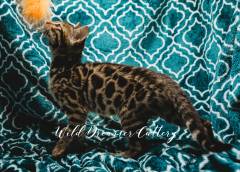 brown-for-sale-bengal-20-of-1-2