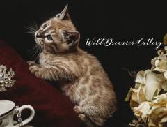 jake-bengal-kittens-for-sale-in-michigan-(20-of-1)-8