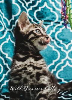 Rosetted-Bengal-Kittens-Cats-Michigan-(20-of-1)-6