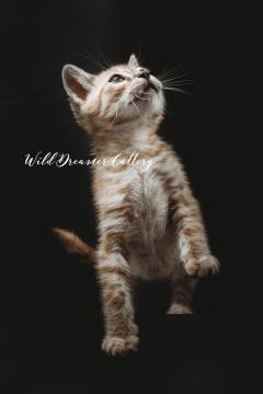 Bengal-kittens-detroit-(20-of-1)-2
