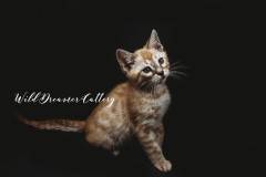 Bengal-Kitten-breeder-michigan