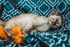 snow-bengal-kittens-for-sale--20-of-1-2