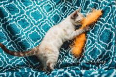 snow-bengal-kittens-for-sale--20-of-1-5