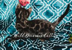 Rosetted-Bengal-Kittens-Cats-Michigan-(20-of-1)-5