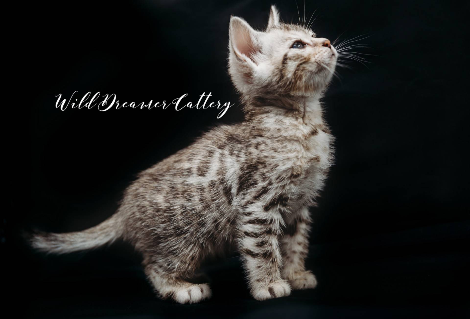 What a little silver Bengal