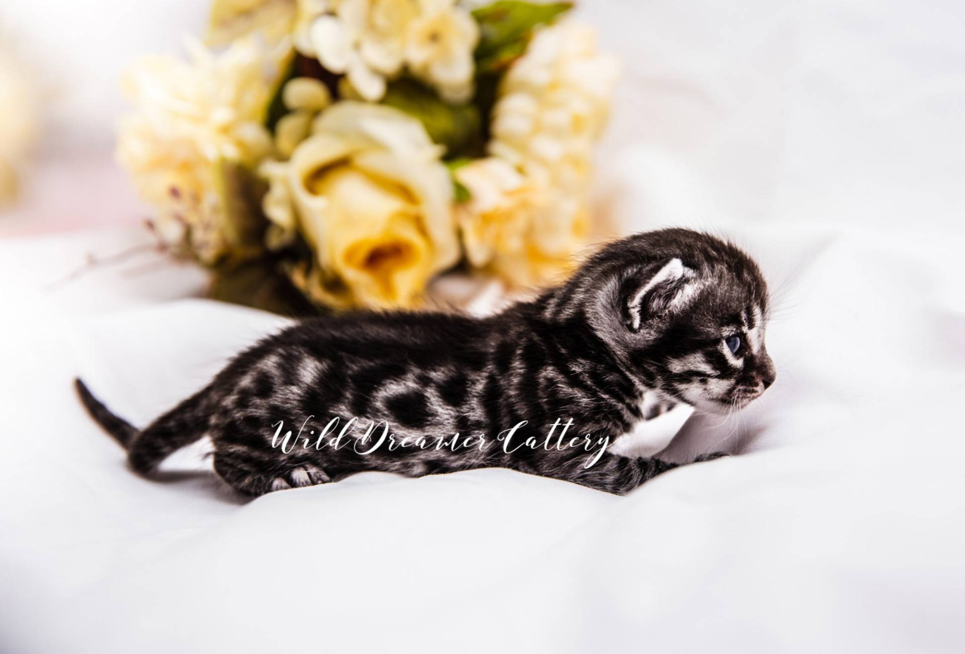 Pattern of Silver Bengal kitten 