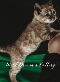 JAKE-bengal-kittens-for-sale-in-michigan-(20-of-1)-10