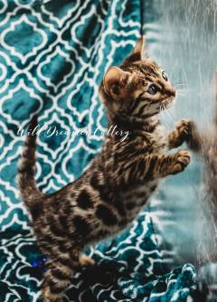 Bengal-kitten-near-me-4-