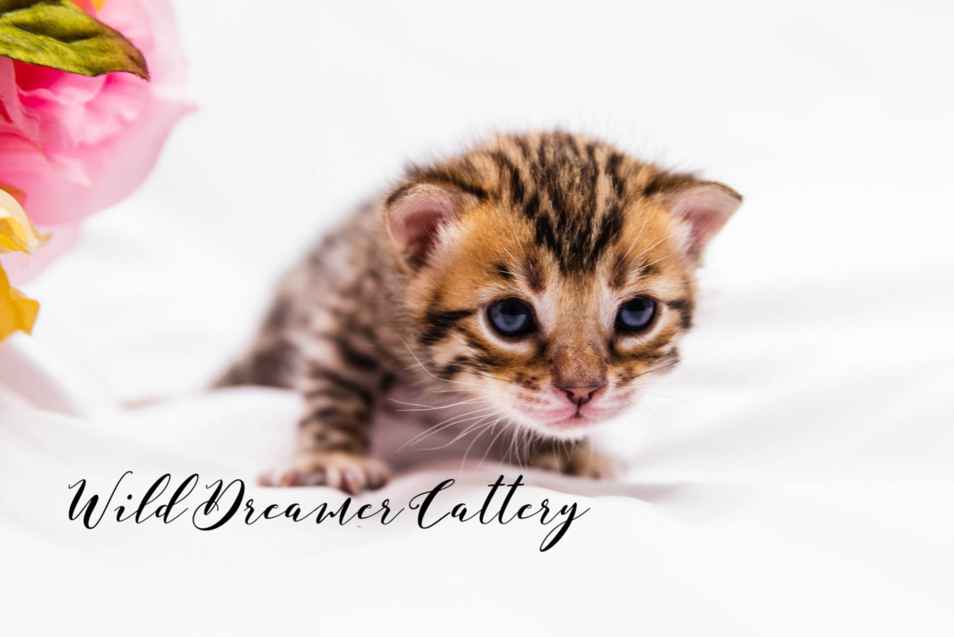 cute face of Brown Bengal kitten