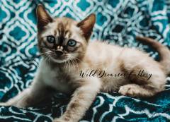 cute-lynx-Bengal-Kittens-Cats-Michigan-(20-of-1)-7