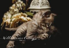 jake-bengal-kittens-for-sale-in-michigan-(20-of-1)-3