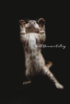 Bengal-cats-detroit