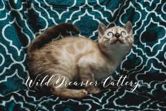 cute-lynx-Bengal-Kittens-Cats-Michigan-(20-of-1)-5