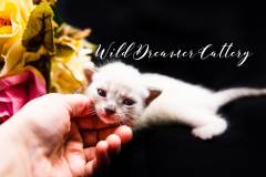White-Bengal-Kitten-Detroit-(22-of-4)