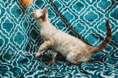 snow-bengal-kittens-for-sale--20-of-1-8