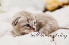 Charcoal-Mink-Bengal-Michigan-Kitten-(2-of-13)