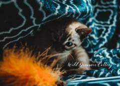 snow-mink-bengal-for-sale-99