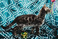 Rosetted-Bengal-Kittens-Cats-Michigan-(20-of-1)-2