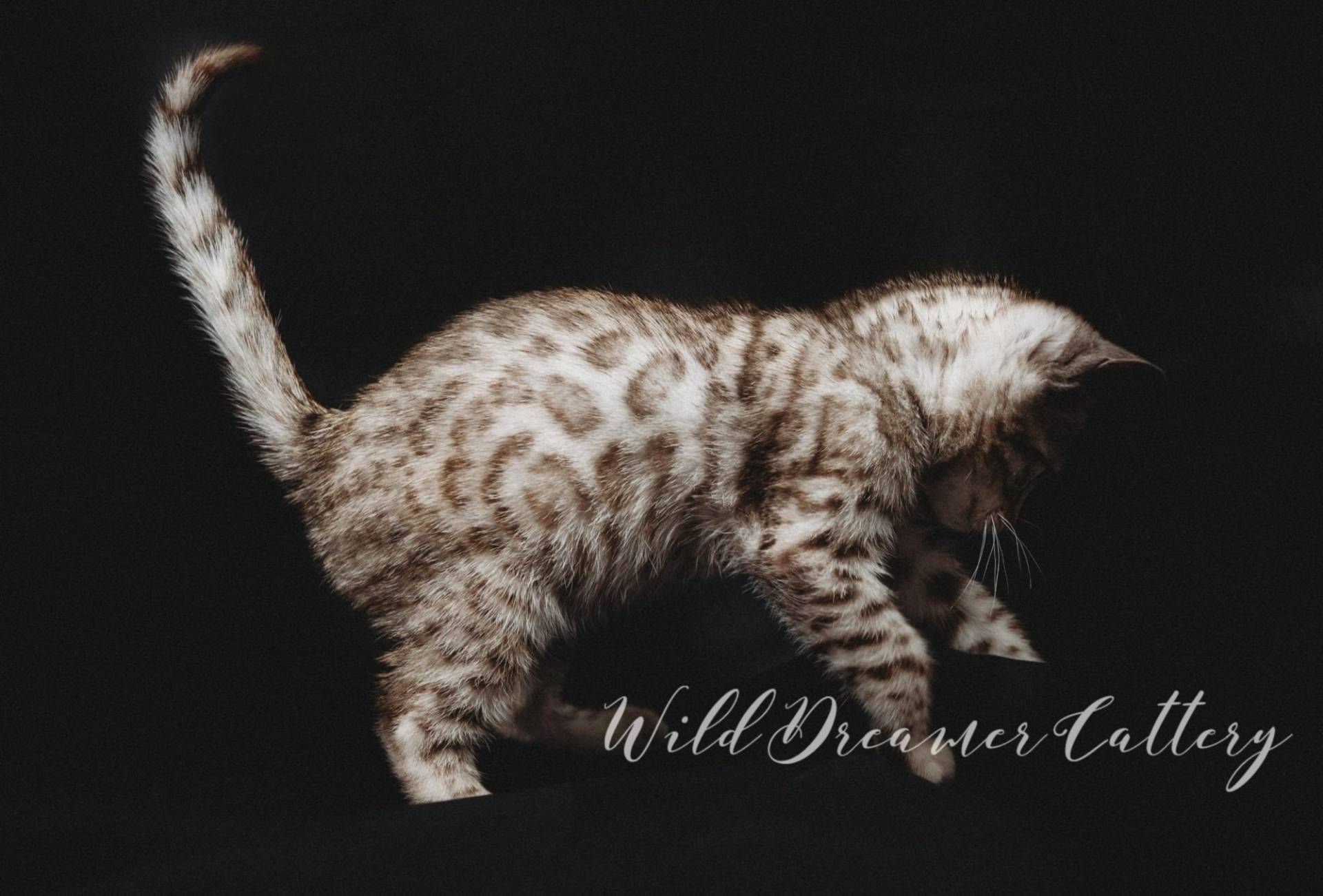 Silver Bengal Cat Ohio