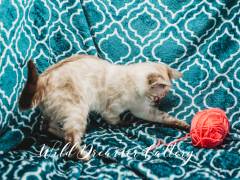snow-bengal-kittens-for-sale--20-of-1-4
