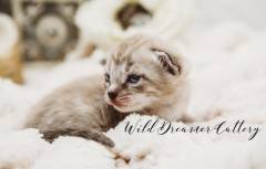 Charcoal-Mink-Bengal-Michigan-Kitten-(5-of-13)
